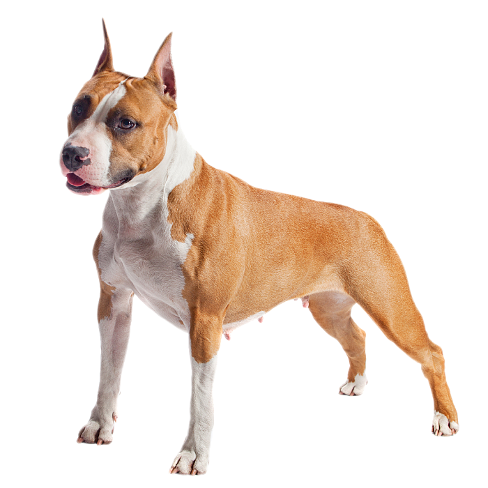 Американский стаффордширский терьер